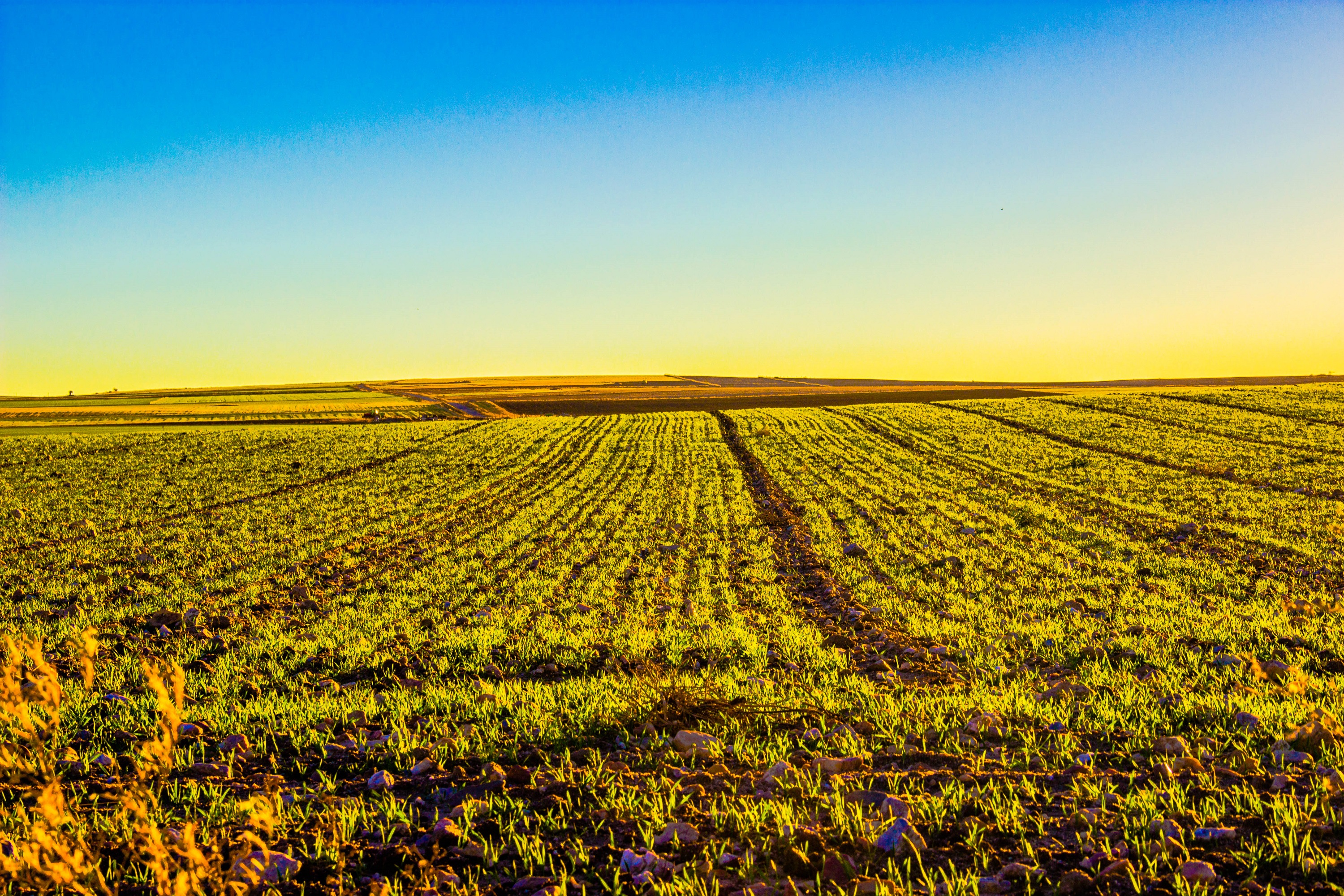 Campo de Cultivo